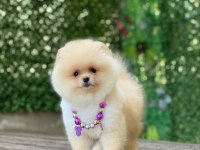 Pomeranian boo yavrularımız