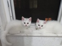 3 Aylık scottish Yavrularımız yeni yuvasına gitmeye hazir