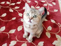 Kedi ilanı british longhair
