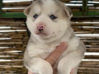 Husky bebekler