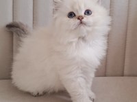 Maviş british kardeşler