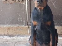 Şampiyon kan hattından a şecere doberman yavrular