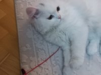 British longhair pamuk uysal kedicik