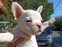 Anne altından eşsiz sağlıklı french bulldoglar