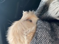 3 Aylık Dişi Golden Retriever