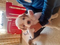 Terrier maltese yavrular
