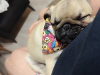 3 aylık yavru pug