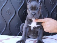 FCI-KIF SECERELİ SAFKAN CANE CORSO KÖPEKLER