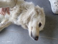 Fino erkek kısır köpeğimiz