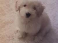 Yeni bir aile maltipoo