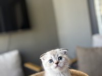 SCOTTISH FOLD SILVER YAVRULARIM 