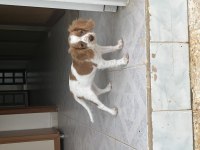 3 Aylık Cavalier King Charles Uyguna Verilecek