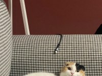 Scottish kedi