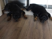Ücretsiz olarak köpeğime güzel bakabilecek yuva arıyorum