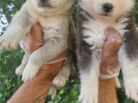 Renk Renk Husky yavrularımız