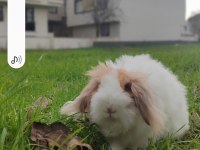 Lop tavşanlar