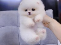 Mersinin en seçkin Pomeranian yavruları