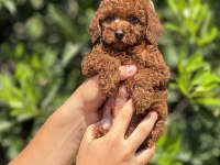 Mersin Toy Poodle Yavrularımız