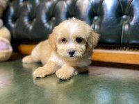 SAFKAN ORJİNAL A CLASS MALTİPOO