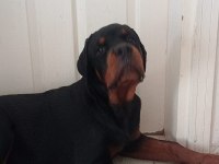 A Şecere Türkiye Grand Şampiyonu Rottweiler