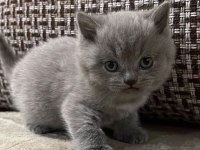 British ve kırık kulak yavru kediler