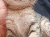 British shorthair silver cocolate cinsi safkan