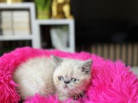 Exotic shorthair bluepoint