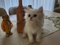 Silver point british longhair ny1233 blue eyes