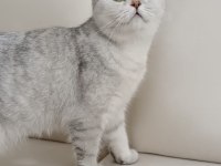 Trabzonda 50 günlük çok güzel british shorthair
