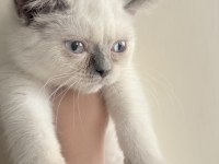 3 Aylık British Shorthair