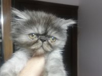 Yakışıklı bir yavru exotic shorthair