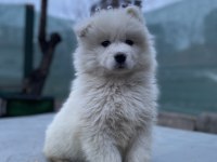 Kar beyaz Samoyed yavrular