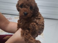 Anne altından poodle