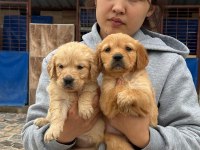 Golden retriever yavrular