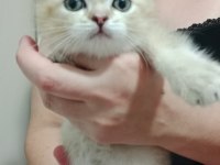 Safkan british shorthair