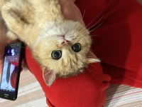British shorthair beş aylık dişi