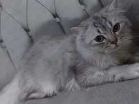 British longhair dişi diye aldık erkek çıktı