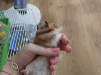 Hamster dişi