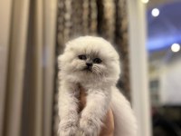 EVİNİZİN NEŞESİ SCOTTISH FOLD YAVRULAR