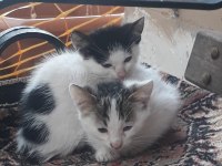 3 Aylık Minikler Yuva Arıyor Tekir