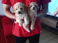 A Kalite Maltipoo Bebeklerimiz