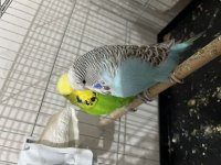 JUMBO HAZIR KURULU MUHABBET KUŞU TAKIMLAR
