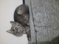 British shorthair yavrular
