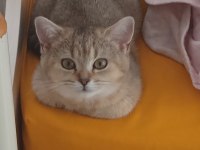 British Shorthair Golden Shaded Dişi