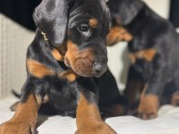 Estetikli king doberman yavrular