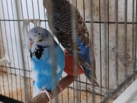 Show jumbo muhabbet kuşu çifti kuluçka hazırlığındalar