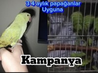 3 4 aylık yavru papağanlar