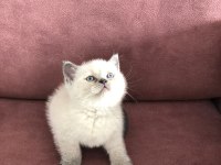 BLUE POİNT BRİTİSH SHORTHAİR YAVRULAR