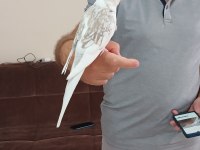 10 aylık ele alışık wifi sultan papağanı