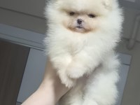MİNİK PRENSES POMERANİAN BOO